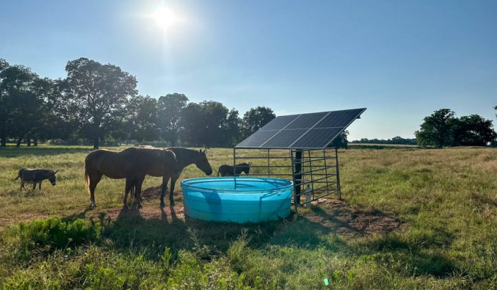Solar-powered livestock watering setup with horses and a donkey grazing near the tank in a sunlit pasture